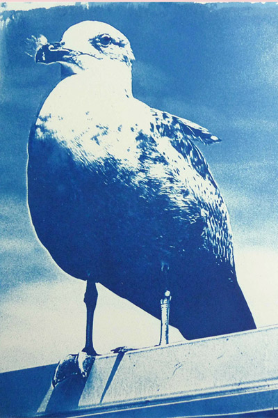 Cyanotype of a seagull with a bit of fluff on its beak