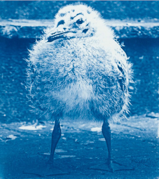 Cyanotype of a baby seagull chick called Pearl